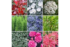 GardenersDream 10 x Mixed Evergreen Shrub Plants - Colourful Outdoor Garden Ready Potted Plants - All Year Round Flowering Shrubs - Outdoor Plant for Gardens and Borders (15-50 cm, incl. 9 cm Pot)