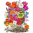 Seed Needs Wildflower Seeds Butterfly and Hummingbird Seed Mix 2 Ounce No Filler | 23 Varieties Annual & Perennial Species Such as Butterfly Milkweed, Cosmos & Zinnia | Resealable Bulk Package
