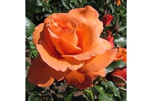 WNALDC Bright Future - 5.5lt Potted Climbing Garden Rose - Stunning Vibrant Orange, Fragrant Blooms, Repeat Flowering, High Health.