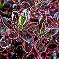 GardenersDream Coprosma Eclipse Plant in Pot - All Year Round Looking Glass Plants - Colourful Garden Ready Perennial Plants - Evergreen Outdoor Plant for Gardens and Patios (20-30cm, incl. 9cm Pot)