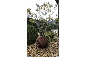 MARCUS WEIDENHANDEL Boule en osier en 6 tailles - Boule décorative en osier - Boule de jardin fabriquée à la main dans l'UE (25 cm)