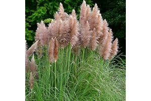 Perfect Plants - Pink Pampas Grass Plant Cortaderia Selloana Rosea in a 17cm Pot Garden Ready Ornamental Grass - Pink Plume