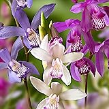 3x Bletilla striata | Orchideen Blumenzwiebeln Winterhart | Sommerblüher Mischung | Garten und Balkon