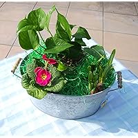 Blumenkübel/ Blumentopf aus Zink mit 2 Holzgriffen