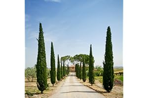 YouGarden Italian Cypress Trees, Set of Six Established Ornamental in 14cm Pots, 60-80cm Tall Mediterranean Trees for UK Gardens in Pots - Garden Ready Plants