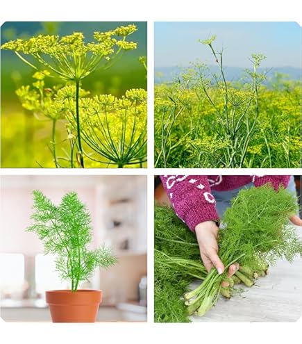 Semi Finocchio Selvatico - Pianta Aromatica Per Cucina Mediterranea, Coltivazione Naturale - Foto 6