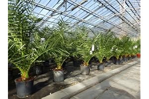 gruenwaren jakubik Palme 90-120 cm, Phoenix canariensis, kanarische Dattelpalme, kräftige Palmen, keine Jungpflanzen