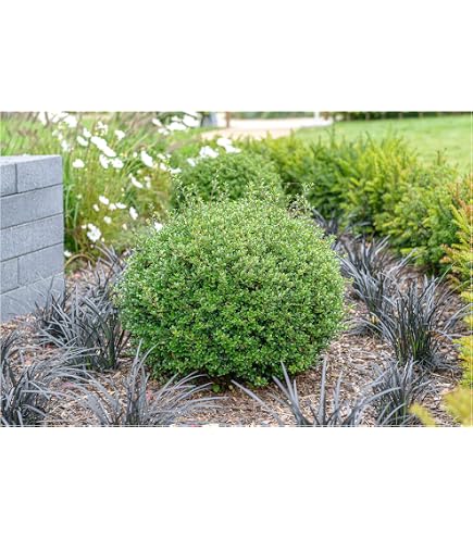 Dehner Japanische Stechpalme, Ilex crenata, Kugel-frmig, immergrn, 25-30  cm exkl. Pflanztopf, 5 l Topf, Gartenpflanze : Amazon.de: Garten