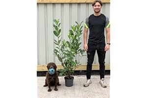 GENERIC Established Cherry Laurel Hedge Plant | 90-110cm / 4 LTR Pot