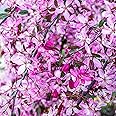 Malus Royal Beauty | Purple Weeping Crab Apple | Ornamental Garden Tree | 5-6ft