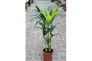 GARDEN MARKET PLACE Planta de interior - Planta para la casa o la oficina - Howea forsteriana Palmera Kentia - Palma del paraíso - 95 cm de alto.