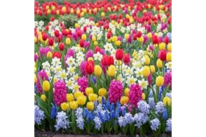 DUTCH BULBS EXCLUSIVE PLANTS FROM HOLLAND Colección de bulbos de flores Spring Border (50 unidades) mezcla de Holanda, resistentes y perennes para jardín (bulbos grandes, sin semillas, no artificiales) tulipanes-narcisos-jacintos-muscari