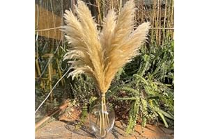 VELAFEE Pampas Grass Dried 45 Inch Large and Fluffy Pampas for Boho Decor Tall Pampas Grass for Home Decor Table Decor Rustic Decor Wedding Decor Wedding Decorations Party Decor - 45 Inch 8 Stems