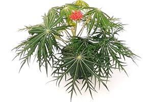 POWERS TO FLOWERS - JATROPHA MULTIFIDA, Pianta vera