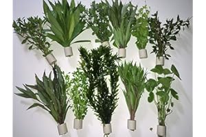TUBIS-DE AQUA Aquarienpflanzen Wasserpflanzen verschiedene 50 Stängel 5 Extra dick Bund