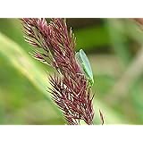 TwinterS - 500 Florfliegen-Larven zur Bekämpfung von Blattläusen, Thrips, Spinnmilben, Raupen, Woll-/ Schmierläuse