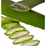 Aloe Vera Linné Blätter Bio (2 Stück à 600 g)