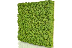 naturewalls Moospaneel - Mooswand DIY - Moosplatte aus echtem Islandmoos Pflanzenbild Premium 50x50cm