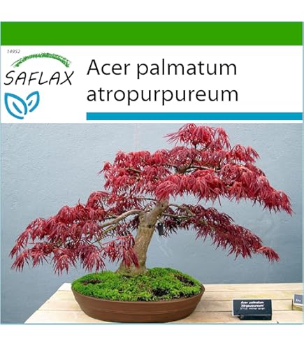 Japanse Rode Esdoorn/Waaieresdoorn - Ca. 20 Zaden - Geschikt Voor De Teelt Als Boom En Bonsai