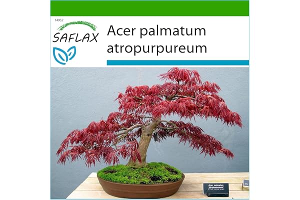 SAFLAX - Erable du Japon pourpre - 20 graines - Avec substrat - Acer palmatum atropurpureum
