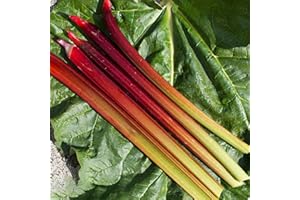 GARDENERSDREAM Rhubarb Raspberry Red | Vegetable Crowns Grow Your Own | Ready to Plant Garden Bare Root (1 Crown)