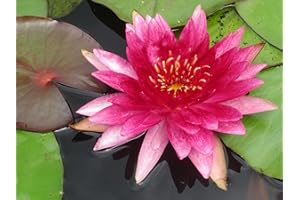 Lincolnshire Pond Plants Ltd Water Lily - bareroot or with pots and Compost - Live Water Plant Aquatic Pond Lake Marginal (1 x bareroot with Compost and Pot, Medium - Fabiola)