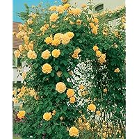 'Goldfassade', Kletterrose im 4 L Container