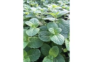 COUNTRY CLIMBERS & GARDEN FAVOURITES Apple Mint Mentha suaveolens herb Plant Perennial Plant Loved by Bees 9cm Pot