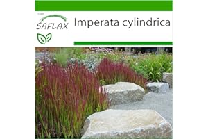 SAFLAX - Japońska Trawa - 50 Nasiona - Z pożywką wolną od zarazków - Imperata cylindrica