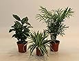 Dominik Blumen und Pflanzen, Indoor-Trio - Kaffee-Pflanze Coffea arabica, Grünlilie Chlorophytum comosum und Zimmerpalme Chamaedorea, Zimmerpflanzen, Kübelpflanzen