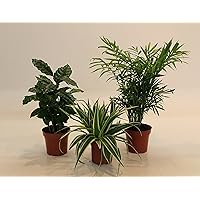 Dominik Blumen und Pflanzen, Indoor-Trio - Kaffee-Pflanze Coffea arabica, Grünlilie Chlorophytum comosum und Zimmerpalme…