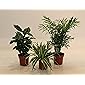 Dominik Blumen und Pflanzen, Indoor-Trio - Kaffee-Pflanze Coffea arabica, Grünlilie Chlorophytum comosum und Zimmerpalme…