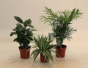Dominik Blumen und Pflanzen, Indoor-Trio - Kaffee-Pflanze Coffea arabica, Gr&uuml;nlilie Chlorophytum comosum und Zimmerpalme Chamaedorea, Zimmerpflanzen, K&uuml;belpflanzen