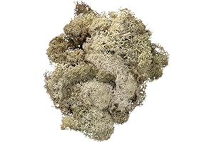 Knorr Prandell 50 g Icelandic Moss Natural, Beige