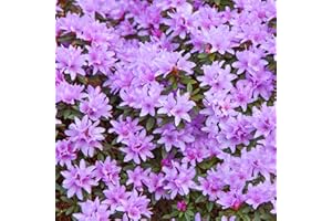 GARDENERSDREAM Rhododendron Blue Tit Evergreen Bushy Blue Flowering Dwarf Garden Shrub (20-30cm (Incl. Pot))