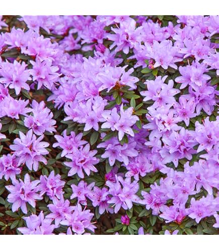 Azalea Rhododendron Adonis, Bushy Potted Plant, Pure White Flowers  3fatpigs : Amazon.co.uk: Garden