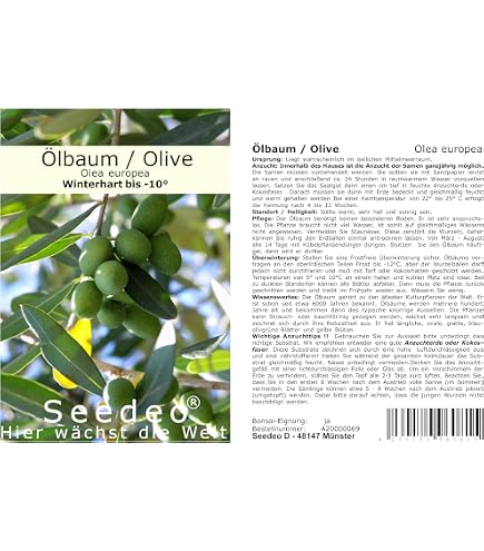 Drr-Samen - Olivenbaum/lbaum Saatgut : Amazon.de: Garten