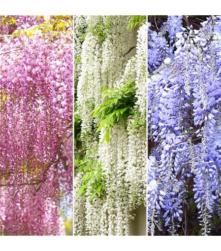 Amerikanischer Blauregen am Doppelbogen, Topf 21 cm - Wisteria Frutescens 'Amethyst  Falls' : Amazon.de: Garten