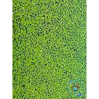 Topbilliger Pflanzen Wasserlinsen 125 ml, ca 1000Stk. - Winterharte Schwimmpflanze für Teich und Aquarium - Lemna Minor