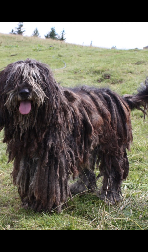 Komondor Mop Dog Wallpaper HD Wallpapers of Komondor Mop Dogs! Amazon.co.uk Apps & Games