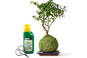 Tranquil Plants Home Decor Bonsai Tree Indoor Plant | Broom Style Kokedama House Plant with Fertilized Green Moss Ball for Bedroom Office Desk Decor Indoor House Plants Gardening Gift 10 Years