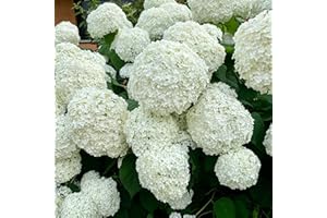 ONE CLICK PLANTS Hydrangea Annabelle Shrub | Smooth Hydrangea | Large White Blooms | 9cm Growers Pot