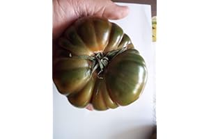 GHINO DI TACCO POMODORO MARINDA SWEET