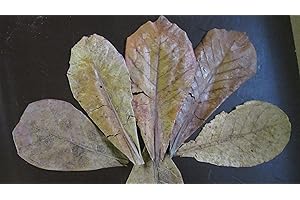 GARNELENSHOP24DE ☺☝✈ 10 Gramm für 1€ Seemandelbaumblätter verschiedene Grössen ★Bestimmen Sie Ihre Gesamtmenge durch die Stückzahl im Warenkorb★ Seemandelbaumblätter original A-Markenware von SMJS-Cambodia +++BLITZVERSAND+++ Seemandellaub Catappa Leaves