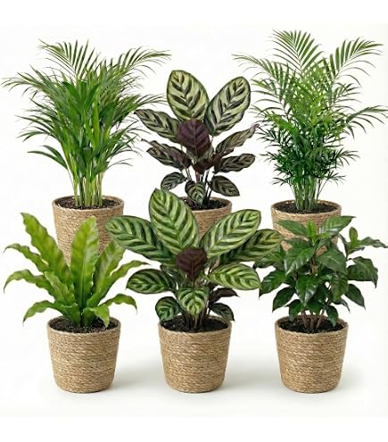 Hydrokultur Zimmerpflanzen Set - Monstera deliciosa Fensterblatt -  Wasserstandsanzeige - 10L Blhton - Vase Betonoptik Anthrazit -  Zimmerpflanze 60-80 cm - pflegeleichte Bropflanze : Amazon.de: Garten