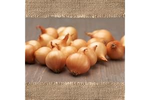 FLORTUS FREUDE AN VIELFALT FLORTUS - Organic Winter Onion Stuttgart Giant 250 g Certified Planting Material - Bulb Size 8-21 mm, for Growing Mildly Sharp, Golden Bulbs - For Garden & Raised Bed