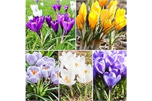 WOODLAND BULBS 50 x Crocus Bulbs - Large Flowering Mixed Crocus Bulbs - Spring Flowering Bulbs - for Planting Now - Mixed Colours - UK Seller