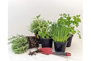 ANDY'S AQUA AND GARDEN PLANTS 6 Pack of 9cm Mixed Herbs Plants, Parsley Sage, Rosemary, Thyme, Oregano and Mint- 6 Varieties Per Pack (6 Plants, Mixed Herbs)