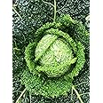 Savoy Cabbage Plug Plants Grow Your Own Vegetables from Our Premium Quality Plants 'Ready to Plant Now' Young Vegetable Plants (6)