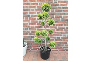 PFLANZEN BÖRING 1 x Gartenbonsai (Höhe: 140-150 cm), Chamaecyparis lawsoniana Stardust + Dünger